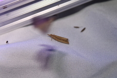 Bactra noteraula