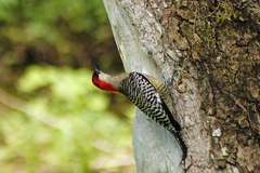 Melanerpes superciliaris