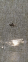 Bocchoris