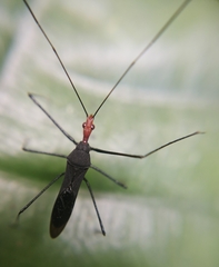 Zelus panamensis
