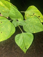 Clerodendrum bungei