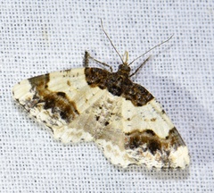 Ligdia adustata