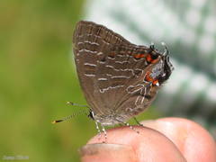 Satyrium liparops