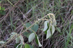 Rubus cuneifolius