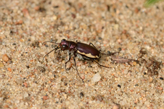 Cicindela scutellaris lecontei