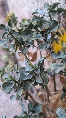 Ericameria cuneata