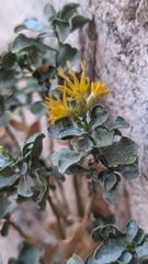 Ericameria cuneata