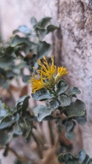 Ericameria cuneata
