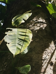 Mecistogaster modesta