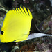 Longnose Butterflyfish - Photo (c) zsispeo, some rights reserved (CC BY-NC-SA)