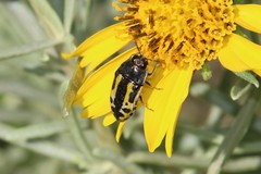 Acmaeodera scalaris
