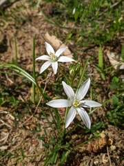 Ornithogalum umbellatum