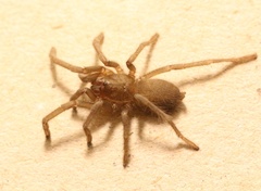 Chaetopelma olivaceum