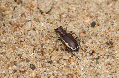 Cicindela scutellaris lecontei