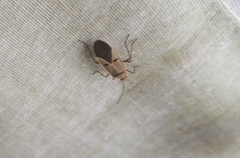 Pyrrhocoridae