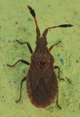 Spathocera laticornis