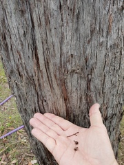 Eucalyptus acmenoides