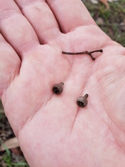 Eucalyptus acmenoides