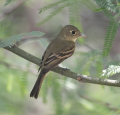 Empidonax difficilis