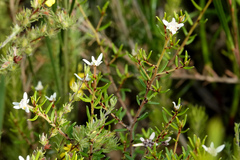 Olearia ramulosa