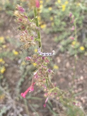 Pyrrhia exprimens