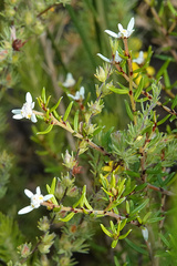 Olearia ramulosa