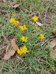 Listia bainesii