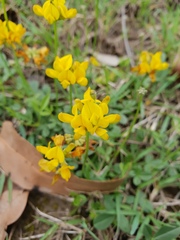 Listia bainesii