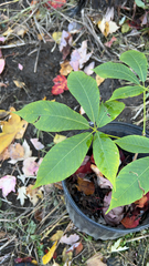 Aesculus parviflora