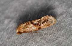 Cochylis