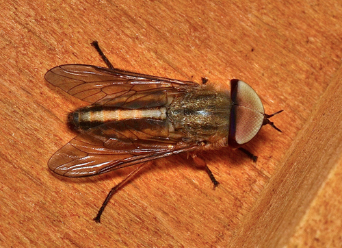 Striped Horse Fly photo 5
