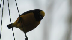 Euphonia