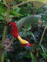 Glossoloma tetragonoides