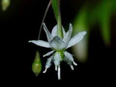 Arthropodium candidum