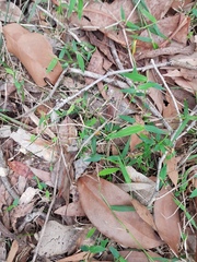 Ottochloa gracillima