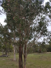 Melaleuca salicina