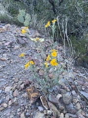 Psilostrophe tagetina