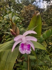 Sobralia rosea