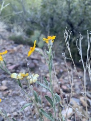 Psilostrophe tagetina