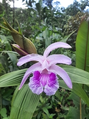 Sobralia rosea