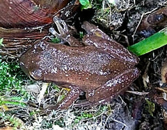 Dendropsophus padreluna