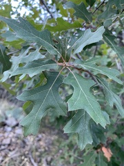 Quercus gravesii