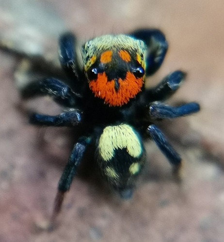 Corythalia porphyra