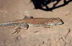 Acanthodactylus dumerilii