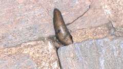 Sarasinula linguaeformis
