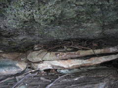 Neotoma floridana