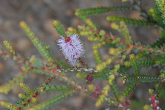 Melaleuca gibbosa