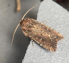 Dasygaster padockina