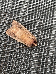 Dasygaster padockina