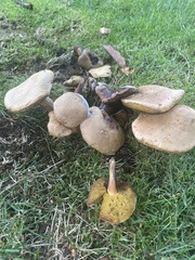 Xerocomellus diffractus